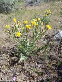 western hawksbeard (<em>Crepis occidentalis</em>)
