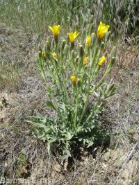 western hawksbeard (<em>Crepis occidentalis</em>)