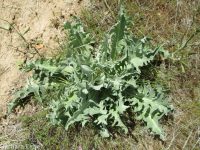 western hawksbeard (<em>Crepis occidentalis</em>)