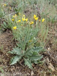 western hawksbeard (<em>Crepis occidentalis</em>)