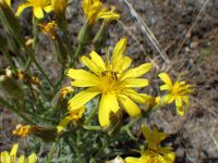 western hawksbeard (<em>Crepis occidentalis</em>)
