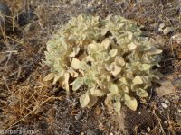 turkey mullein (<em>Croton setigerus</em>)