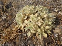 turkey mullein (<em>Croton setigerus</em>)