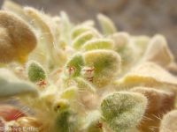 turkey mullein (<em>Croton setigerus</em>)