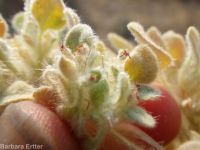 turkey mullein (<em>Croton setigerus</em>)