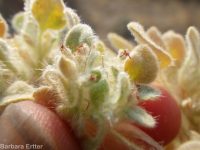 turkey mullein (<em>Croton setigerus</em>)