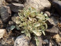 turkey mullein (<em>Croton setigerus</em>)