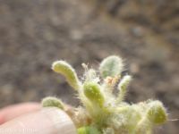 turkey mullein (<em>Croton setigerus</em>)