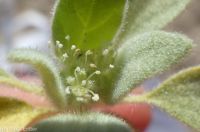 turkey mullein (<em>Croton setigerus</em>)