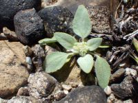 turkey mullein (<em>Croton setigerus</em>)