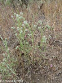 weakstem cryptantha (<em>Cryptantha flaccida</em>)