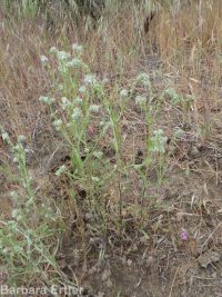weakstem cryptantha (<em>Cryptantha flaccida</em>)