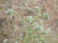 weakstem cryptantha (<em>Cryptantha flaccida</em>)