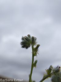 weakstem cryptantha (<em>Cryptantha flaccida</em>)