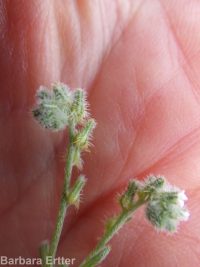 weakstem cryptantha (<em>Cryptantha flaccida</em>)