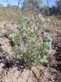 weakstem cryptantha (<em>Cryptantha flaccida</em>)