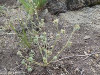 Torrey's cryptantha (<em>Cryptantha torreyana var. torreyana</em>)