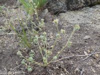 Torrey's cryptantha (<em>Cryptantha torreyana var. torreyana</em>)
