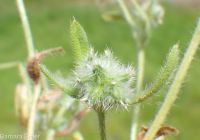 Torrey's cryptantha (<em>Cryptantha torreyana var. torreyana</em>)