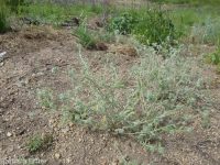 Torrey's cryptantha (<em>Cryptantha torreyana var. torreyana</em>)