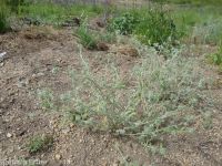 Torrey's cryptantha (<em>Cryptantha torreyana var. torreyana</em>)