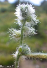 Torrey's cryptantha (<em>Cryptantha torreyana var. torreyana</em>)