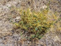 field dodder (<em>Cuscuta campestris</em>)