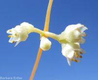 field dodder (<em>Cuscuta campestris</em>)