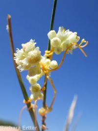 field dodder (<em>Cuscuta campestris</em>)