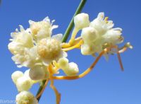 field dodder (<em>Cuscuta campestris</em>)