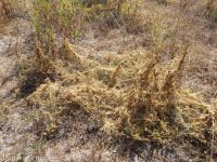 field dodder (<em>Cuscuta campestris</em>)
