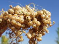 field dodder (<em>Cuscuta campestris</em>)