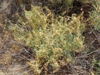 western dodder (<em>Cuscuta occidentalis</em>)
