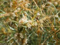 western dodder (<em>Cuscuta occidentalis</em>)