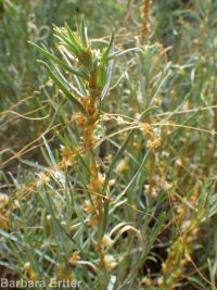 western dodder (<em>Cuscuta occidentalis</em>)