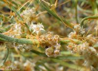 western dodder (<em>Cuscuta occidentalis</em>)