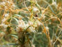 western dodder (<em>Cuscuta occidentalis</em>)