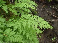 brittle fern (<em>Cystopteris fragilis</em>)