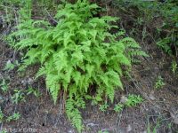 brittle fern (<em>Cystopteris fragilis</em>)