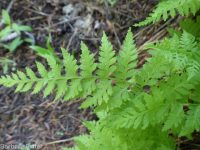 brittle fern (<em>Cystopteris fragilis</em>)