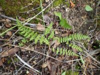 brittle fern (<em>Cystopteris fragilis</em>)