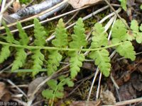 brittle fern (<em>Cystopteris fragilis</em>)