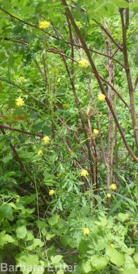 mountain tansymustard (<em>Descurainia incisa ssp. incisa</em>)
