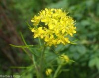 mountain tansymustard (<em>Descurainia incisa ssp. incisa</em>)
