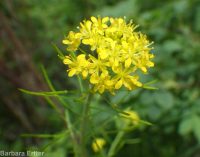 mountain tansymustard (<em>Descurainia incisa ssp. incisa</em>)