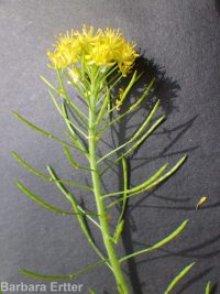 mountain tansymustard (<em>Descurainia incisa ssp. incisa</em>)