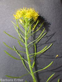 mountain tansymustard (<em>Descurainia incisa ssp. incisa</em>)