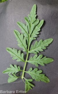 mountain tansymustard (<em>Descurainia incisa ssp. incisa</em>)