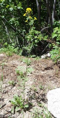 mountain tansymustard (<em>Descurainia incisa ssp. incisa</em>)