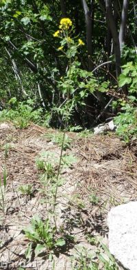 mountain tansymustard (<em>Descurainia incisa ssp. incisa</em>)